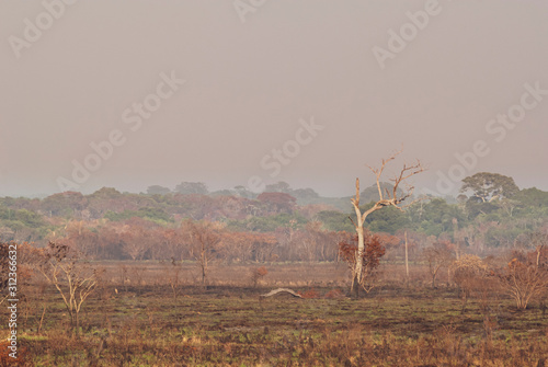 Landscape burned after forest fire in the Ivinhema River Floodplains State Park, Mato Grosso do Sul, Midwest of Brazil photo