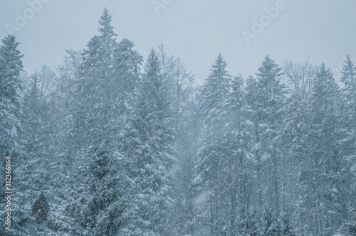 Winter photography of pine tree with hard snowing