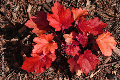 Red rex-cultorum begonia leaves, natural organic plant background texture, top view photo