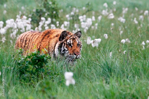 The Siberian tiger (Panthera tigris Tigris), or Amur tiger (Panthera tigris altaica) in the grassland.