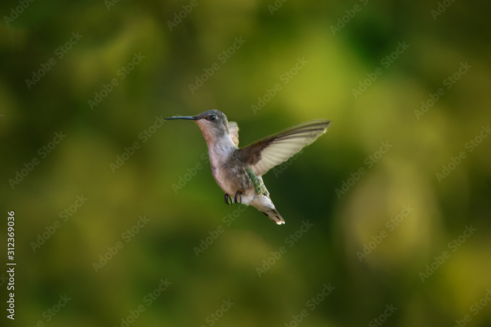 Fototapeta premium Hummingbird in Flight, Close-Up