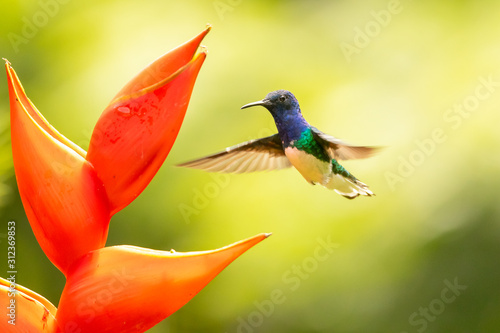 Beautiful white necked Jacobin Hummingbird in flight with red flower in Costa Rica rainforest photo