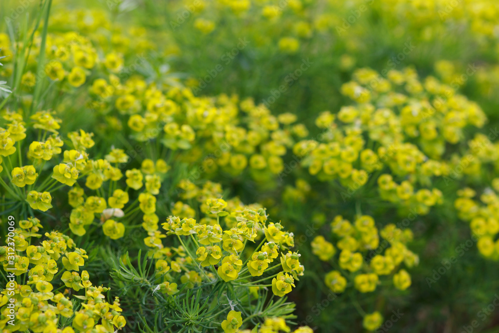 Gopher Spurge Flower - Euphorbia rigida. Bundle of bright yellow flowers of milkweed. Spring or summer time. Gopher Spurge Flower - Euphorbia rigida. Bundle of bright yellow flowers of milkweed. Spring or summer time.