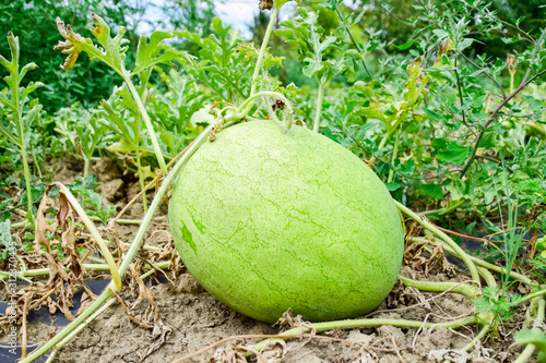 Watermelon with light and thick skin for good transportability photo