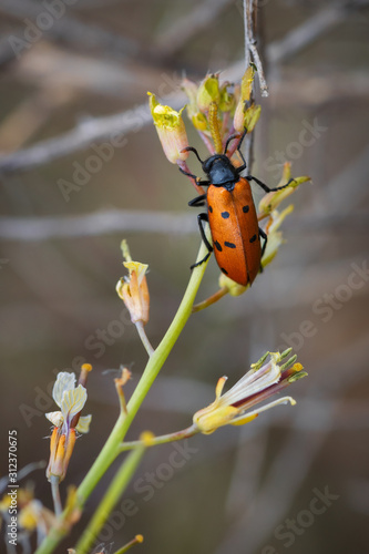 Trichodes octopunctatus. Beetle with eight points in their natural environment. photo