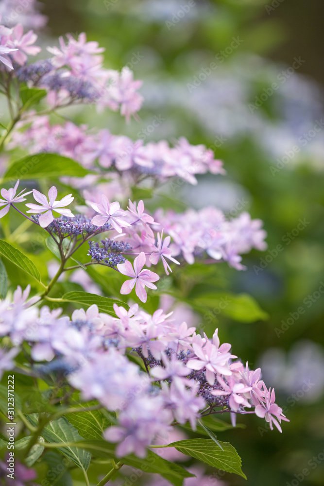 公園に咲くピンク色の紫陽花