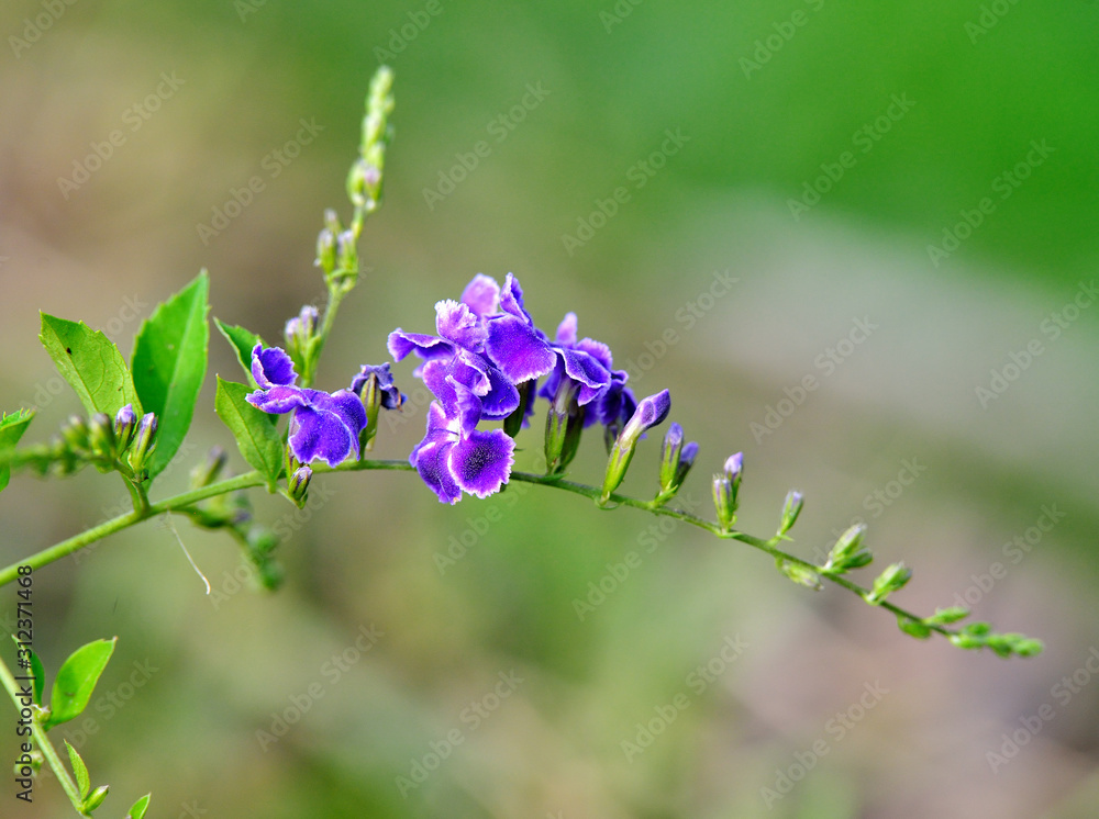 Sky flower; Golden dew drop; Pigeon berry; Duranta Sky flower; Golden dew drop; Pigeon berry; Duranta