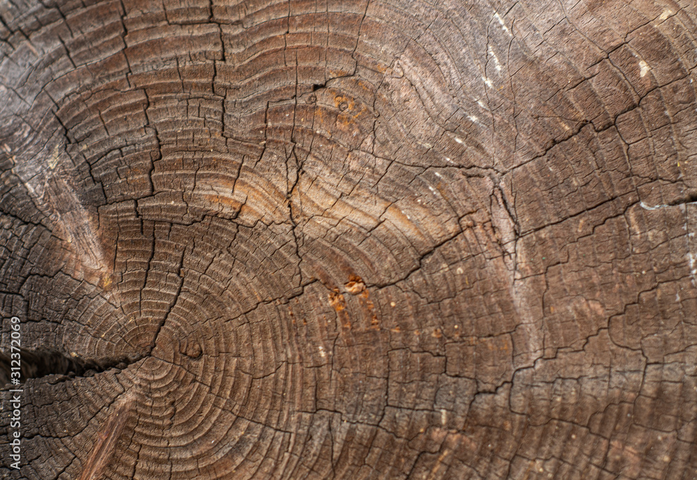 Fototapeta premium The texture of the cut of the old tree with a beautiful background