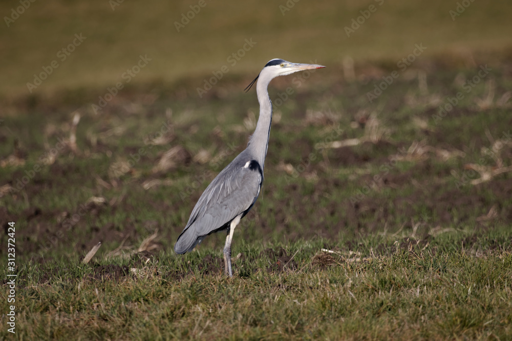 grey heron (Ardea cinerea) in german countryside grey heron (Ardea cinerea) in german countryside