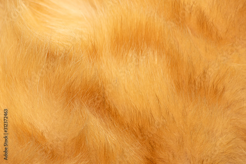 Photography Red cat fur texture