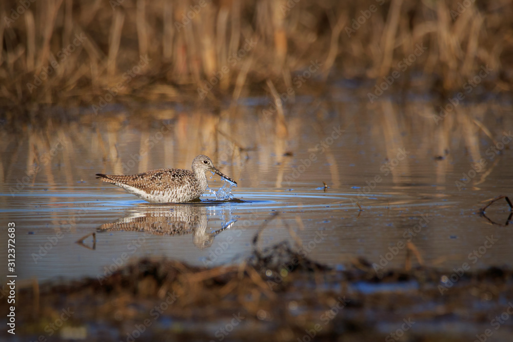 yellow leg shore bird bathing in shallow pond in a crop field yellow leg shore bird bathing in shallow pond in a crop field