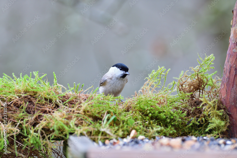 Obraz premium Portrait of marsh tit sitting on a branch with a green moss