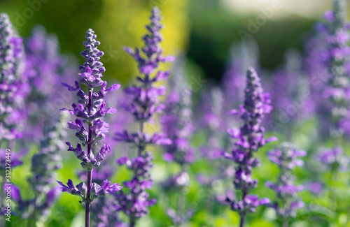 Selective soft focus of Beautiful violet salvia farinacea flower field in outdoor garden background. Blue Salvia flower blooming in the spring. Colorful purple flowers plant of victoria blue.