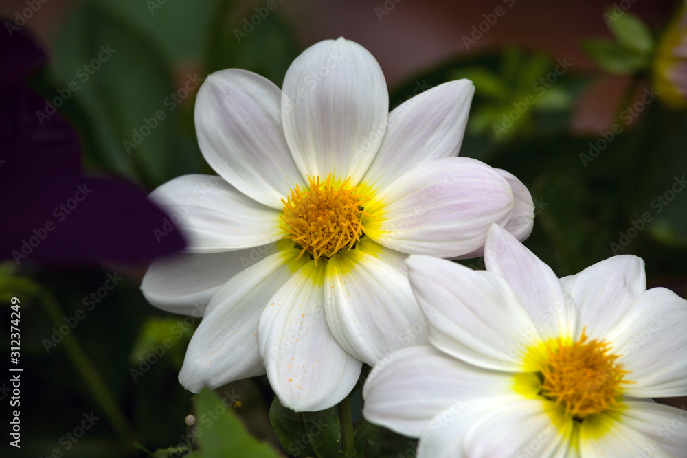 Beautiful white dahlia minion in summer garden Beautiful white dahlia minion in summer garden