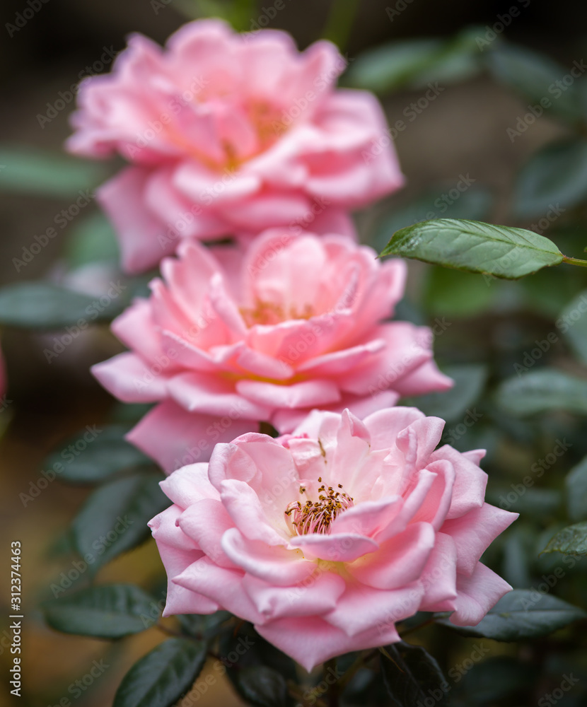 climbing star perfomer pink rose in summer garden climbing star perfomer pink rose in summer garden