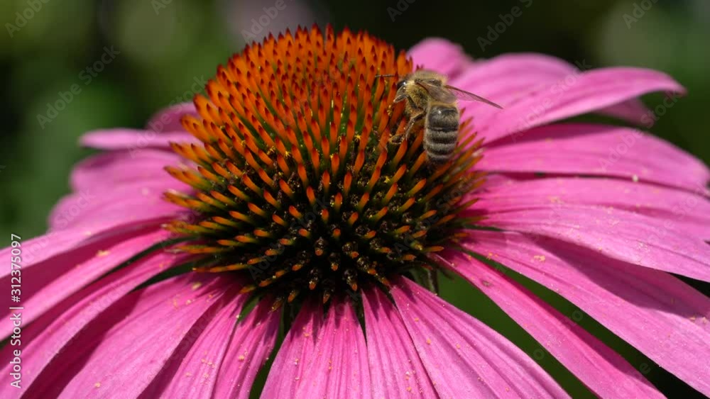 European honey bee (Apis mellifera) on coneflower European honey bee (Apis mellifera) on coneflower