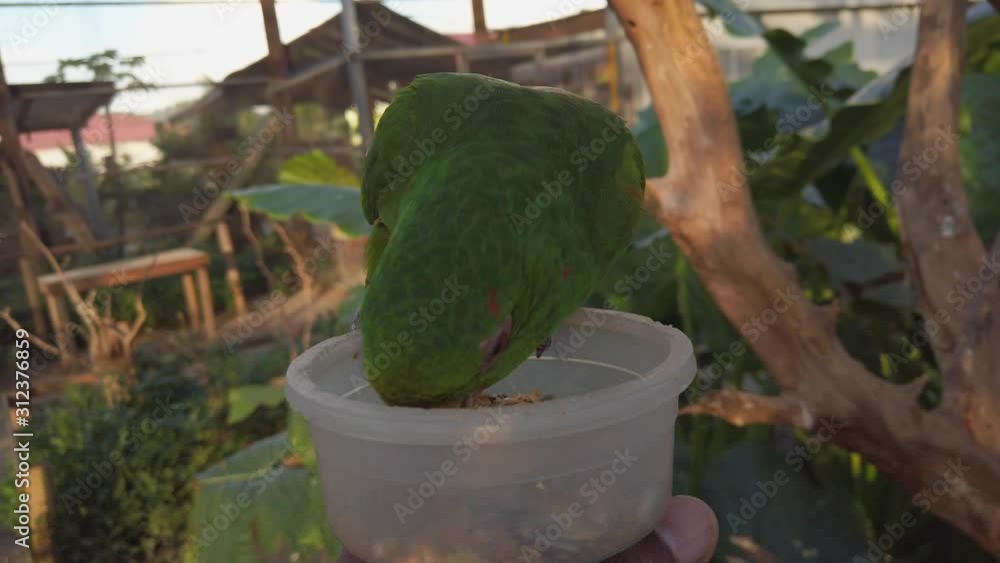 A south american green parrot being hand fed at a bird sanctuary in the Caribbean A south american green parrot being hand fed at a bird sanctuary in the Caribbean