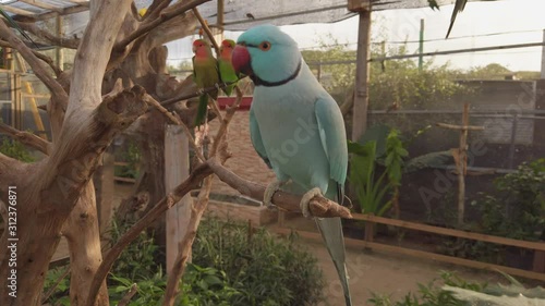 A blue ringneck parakeet perched on a branch with lovebirds in the background photo