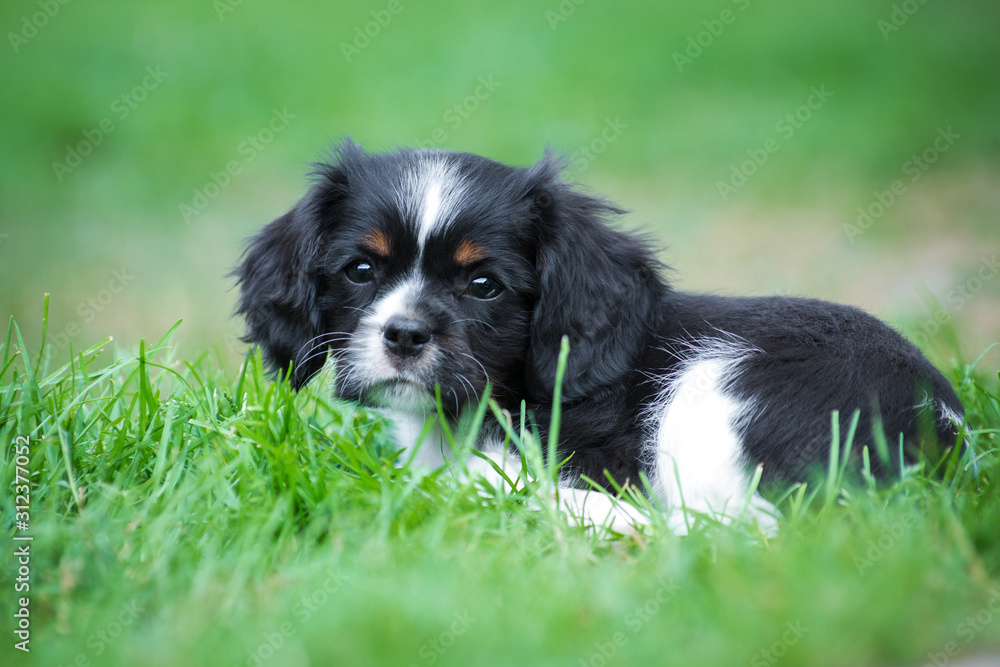 Cavalier king charles spaniel puppy on green grass