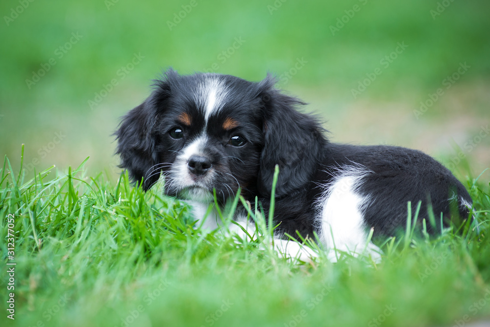 Cavalier king charles spaniel puppy on green grass Cavalier king charles spaniel puppy on green grass