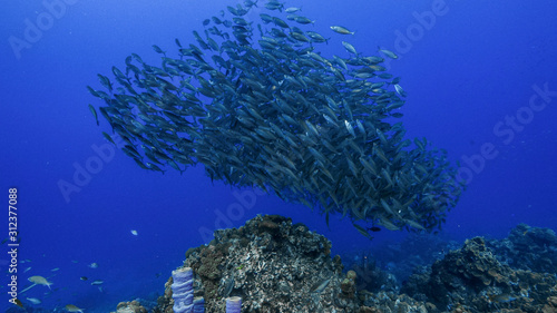 Bait ball   school of fish in turquoise water of coral reef in Caribbean Sea   Curacao