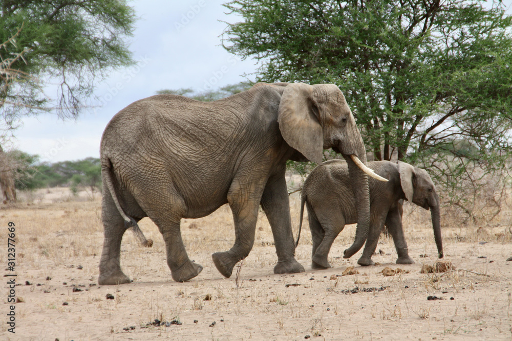 Elefant Mutter Kind Elefantenkuh Elefantenkalb