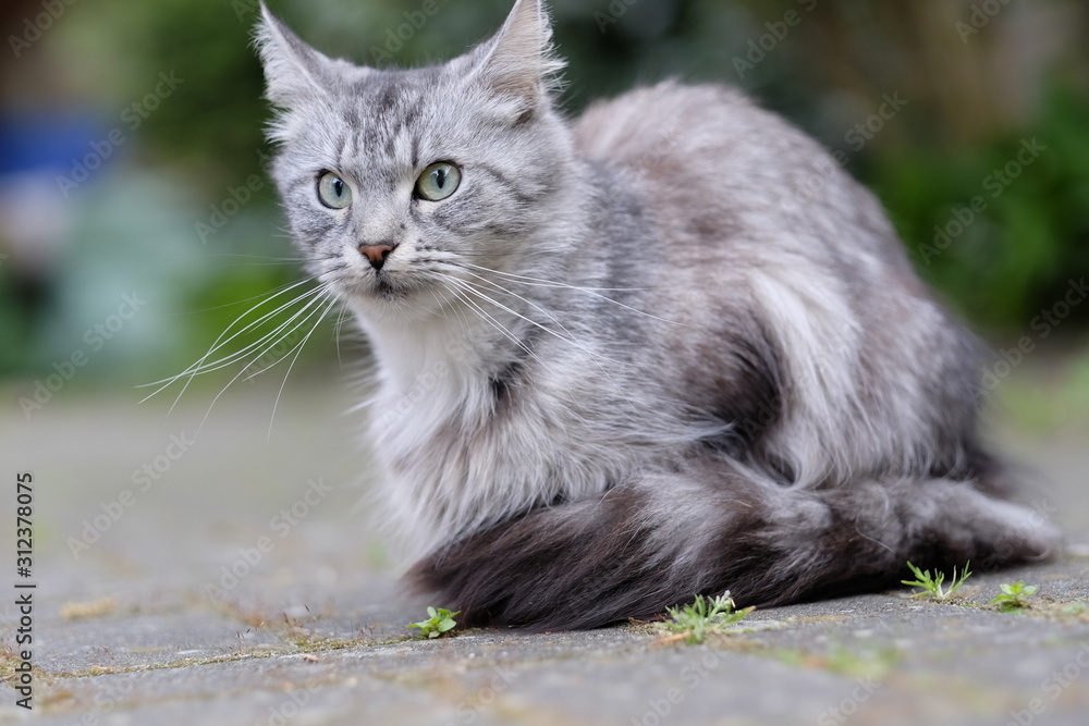 h-bsche-wei-graue-katze-sitzend-im-garten-stock-photo-adobe-stock