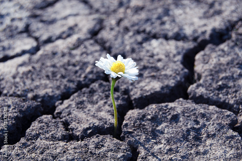 tiny white flower broke through dry cracked earth Fototapet