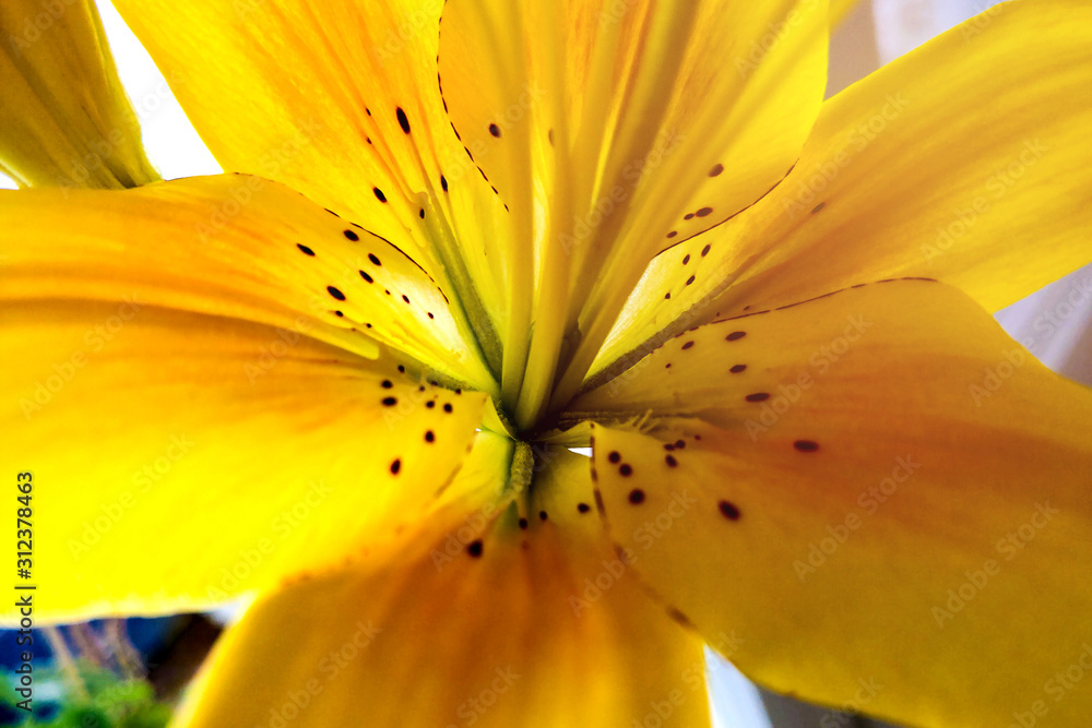 Beautiful yellow tiger lily in the back light. Beautiful yellow tiger lily in the back light.