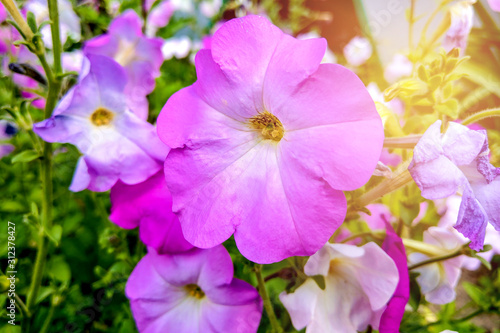 Geranium Grandiflorum, Regal Geranium. Elegance Jeanette. flower.