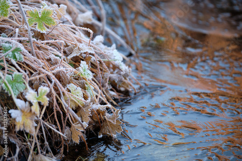 Photography Plants and grass covered with rime at the banks of a garden pond with ice on a cold winter morning