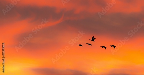 flock of birds flying in the sky at sunset © Elizabeth