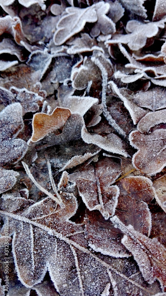 closeup of cold on leaf