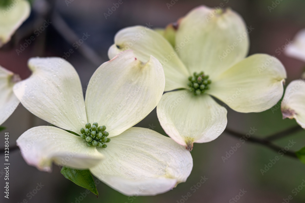 Fototapeta premium Close up of a dogwood tree in full bloom