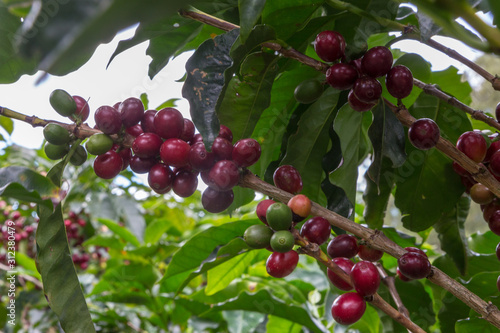 Coffee plantation, Alajuela region, Costa Rica