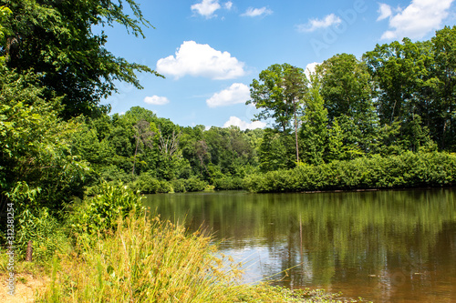 lake in deep forest
