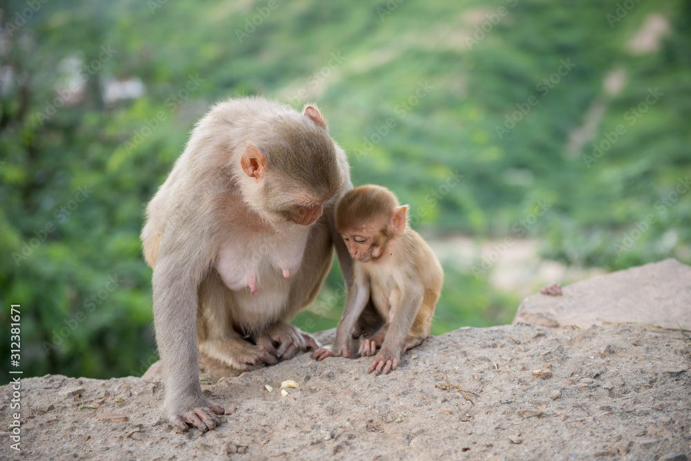 Mamá mono y monito Stock Photo | Adobe Stock