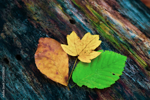 autumn leaves on wooden background