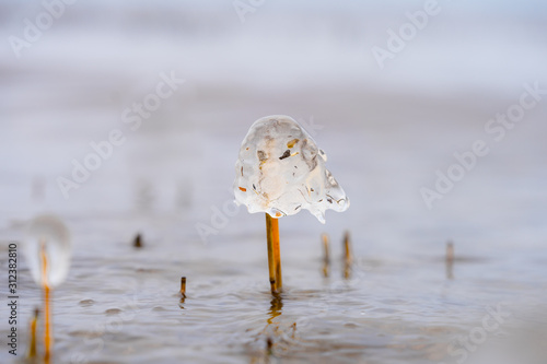 Mushroom like ice caps over straws of reed on the coast. Half transparent dome hat over thin tube, Fragile natural decorations created by temperature fallen below freezing. photo