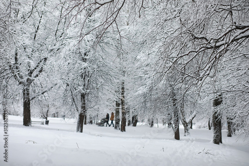 Winter landscape. Forest under the snow. Winter in the park. © alexkich