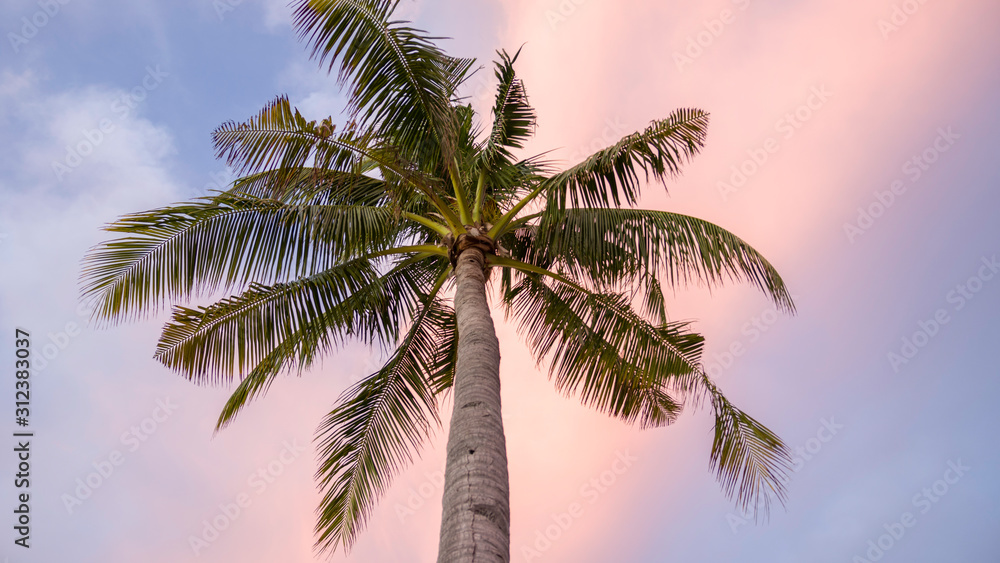 Fototapeta premium Palm tree on sunset sky