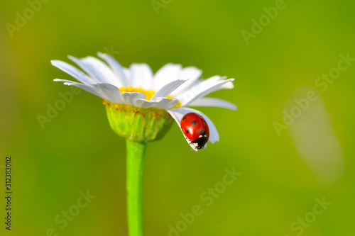 Beautiful ladybug on leaf defocused background photo