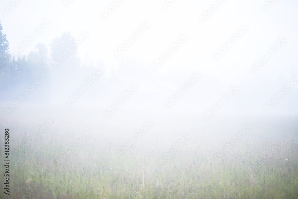 Fototapeta premium Fog in the field. Evening nature summer with white fog.
