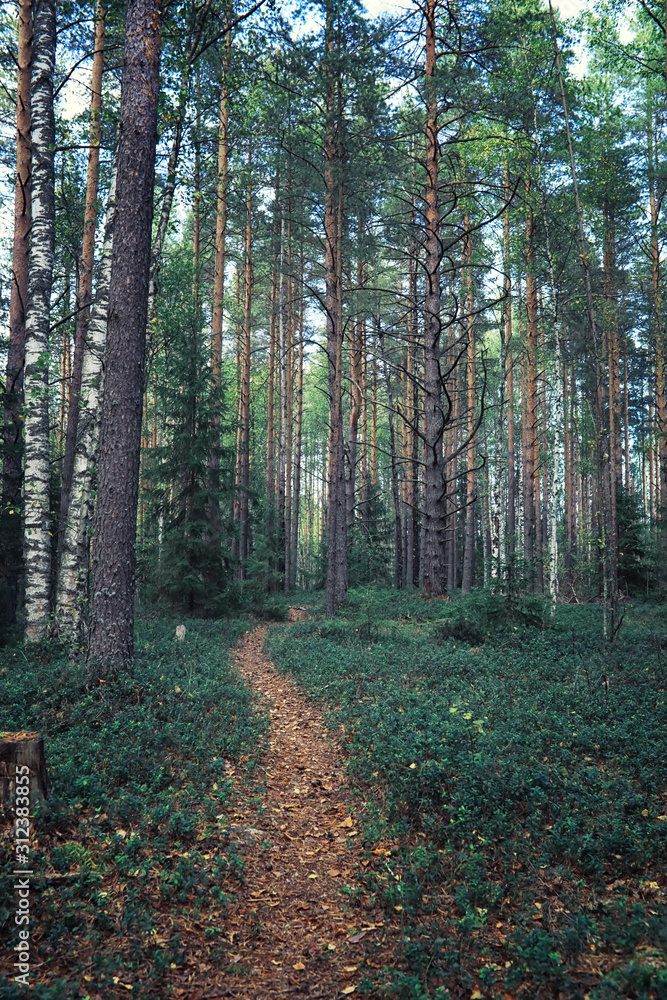 Obraz premium Jasne wiosenne zielenie o świcie w lesie. Natura budzi się do życia wczesną wiosną.