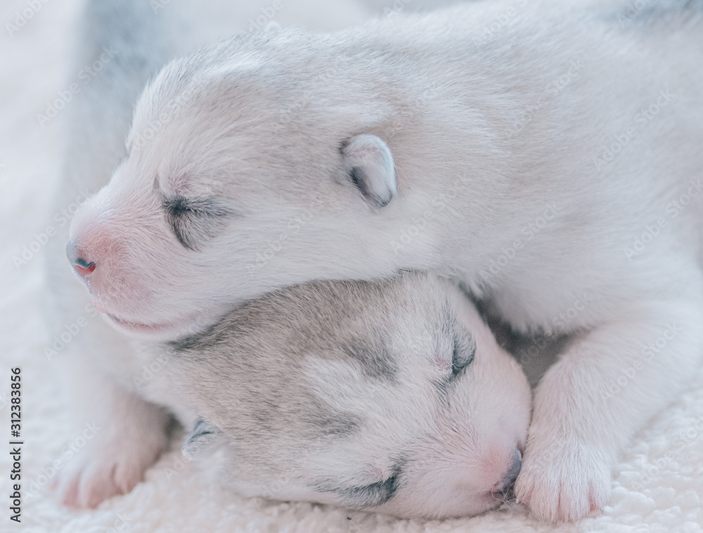 Cute puppy sleeping in a close-up picture