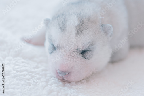 Cute puppy sleeping in a close-up picture