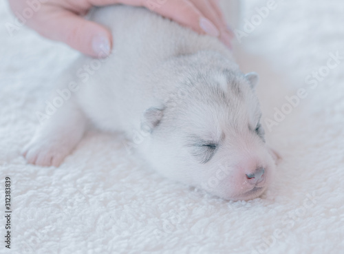 Cute puppy sleeping in a close-up picture © Peter Kalmar