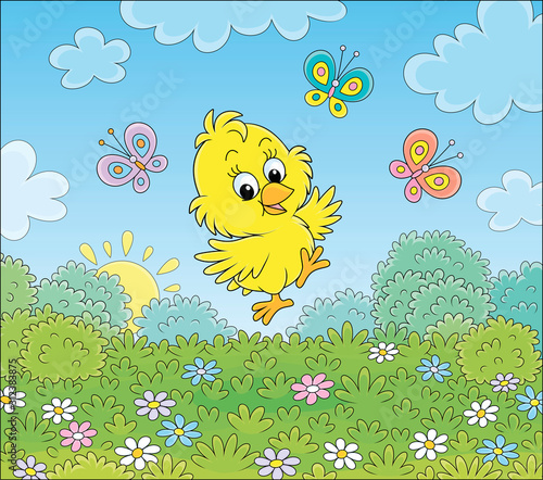 Cute little chick dancing f...