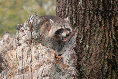 A raccoon sits on a tree log and hisses at the camera.