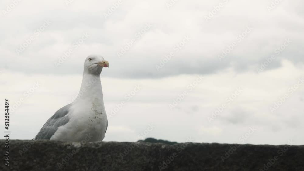 Closeup Seagull Portrait, Sitting On Stone Wall Cloudy Day. Closeup Seagull Portrait, Sitting On Stone Wall Cloudy Day.